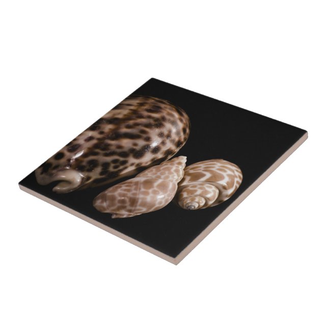 Carreau Carrelage Cowrie Cones (Côté)
