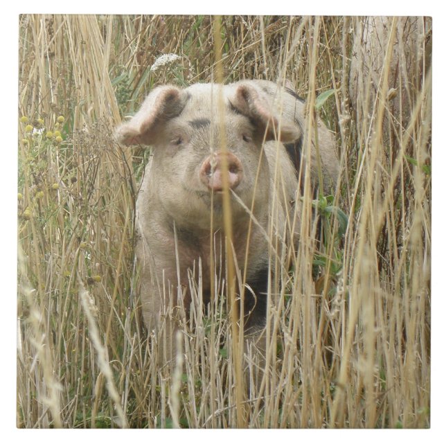 Carreau Carrelage de cochon joli (Devant)
