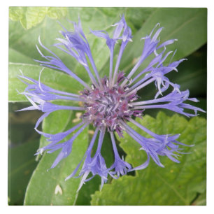 Carreau Carrelage de Cornflower bleu