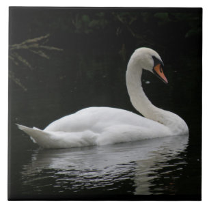 Carreau Carrelage de cygne blanc gracieux