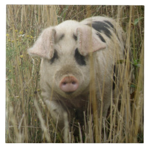 Carreau Carrelage de porc mignon