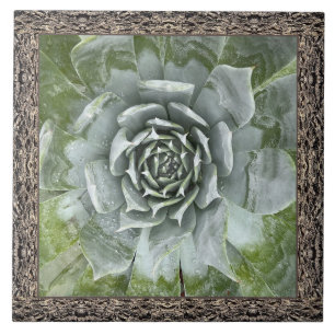 Carreau Carrelage en céramique 6"x 6" avec belle succulent
