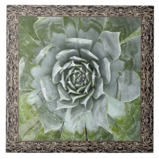 Carreau Carrelage en céramique 6"x 6" avec belle succulent