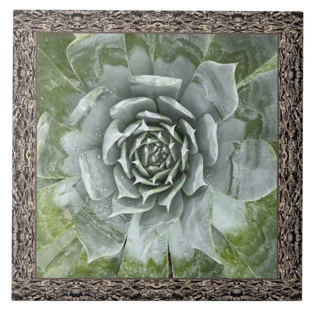 Carreau Carrelage en céramique 6"x 6" avec belle succulent (Devant)