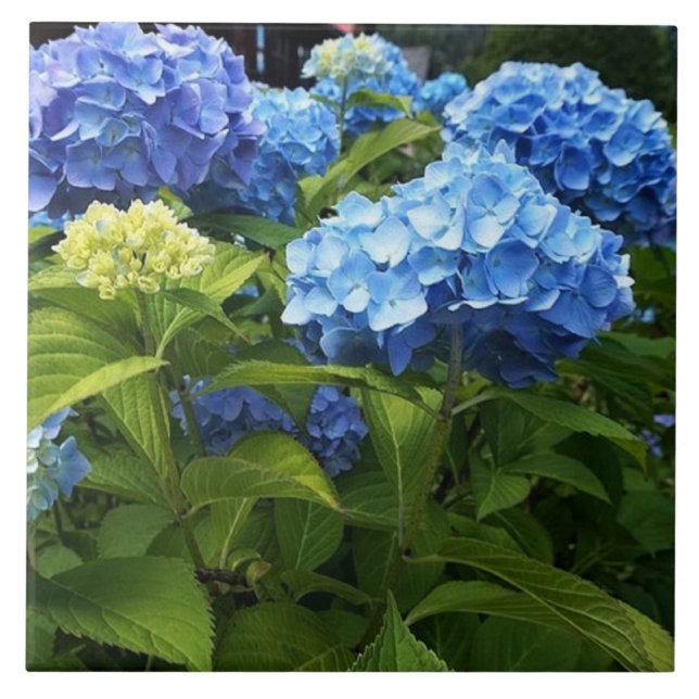 Carreau Carrelage en céramique bleu Hydrangea Fleur (Devant)