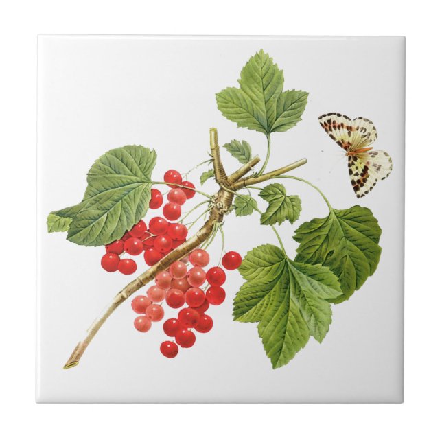 Carreau Carrelage en céramique botanique (Devant)