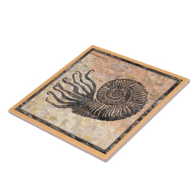 Carreau Carrelage en céramique d'Ammonite (Côté)