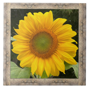 Carreau Carrelage en céramique de 6 po x 6 po avec Tournes