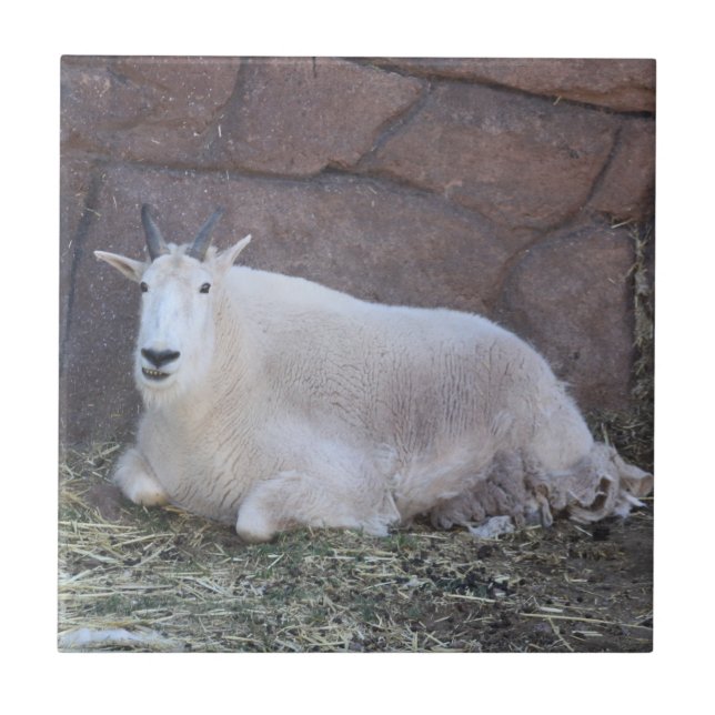Carreau Carrelage en céramique de chèvre (Devant)