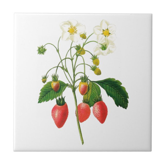 Carreau Carrelage en céramique de fraises botaniques (Devant)