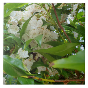 Carreau Carrelage en céramique des Feuilles de White Mount