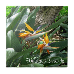 Carreau Carrelage en céramique du Paradis