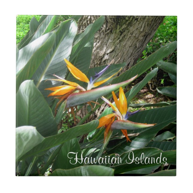 Carreau Carrelage en céramique du Paradis (Devant)