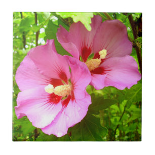 Carreau Carrelage en céramique Hibiscus rose