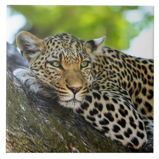 Carreau Carrelage en céramique léopard (Devant)