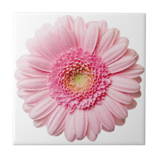 Carreau Carrelage en céramique rose Gerbera Daisy (Devant)