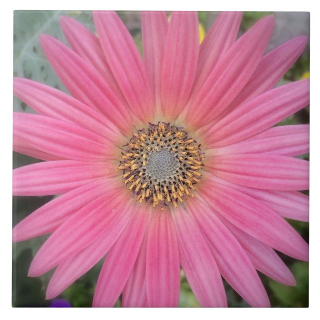 Carreau Carrelage en céramique rose Gerbera Daisy (Devant)