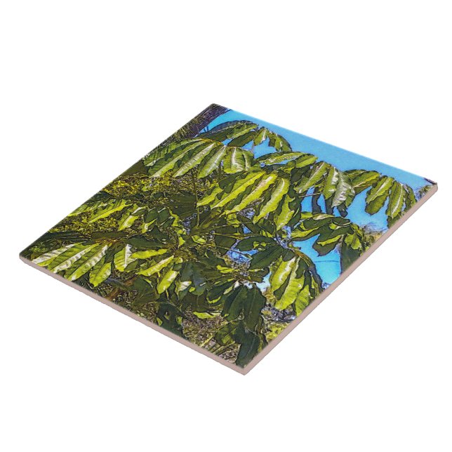 Carreau Carrelage en céramique Schefflera Umbrellas (Côté)