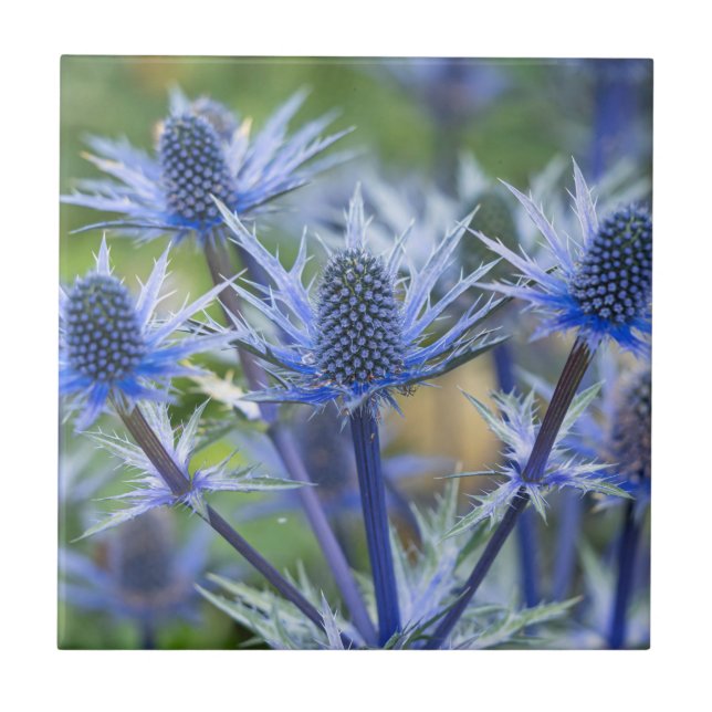 Carreau Carrelage en céramique Sea Holly 'Big Blue' (Devant)