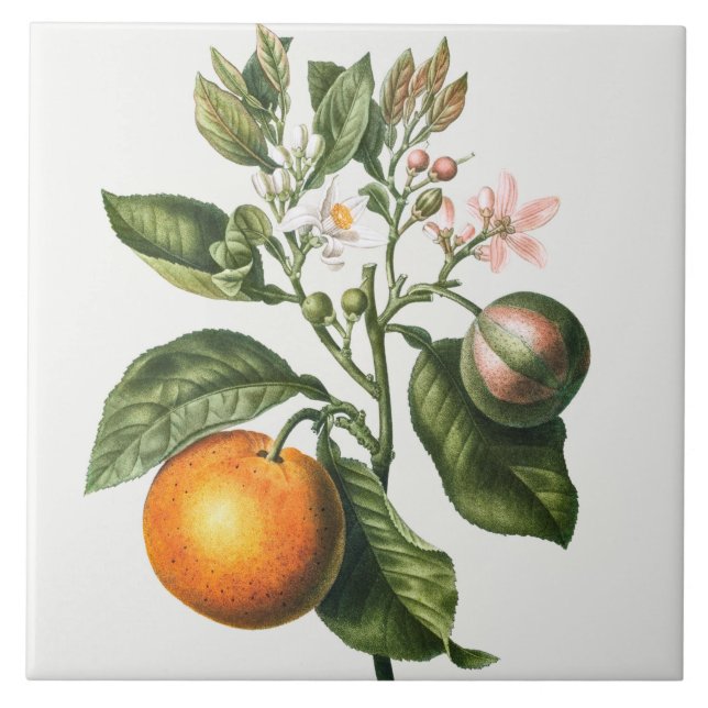 Carreau Carrelage en céramique vintage (Devant)