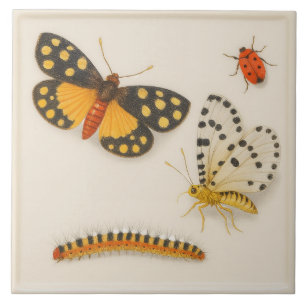 Carreau Carrelage en céramique vintage Insectes