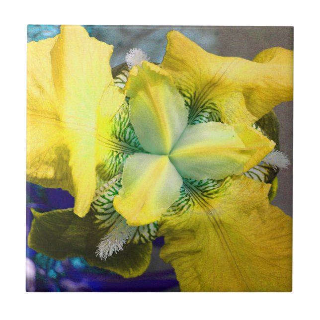 Carreau Carrelage Fleur Jaune Iris (Devant)