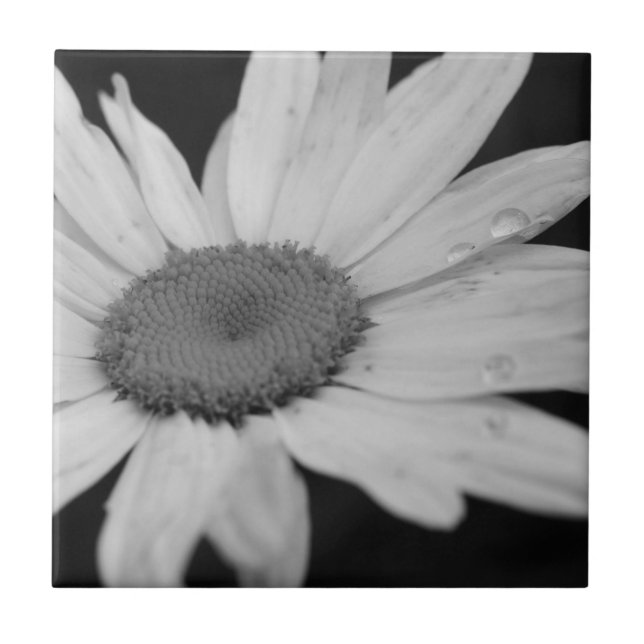 Carreau Carrelage Fleur Noir Et Blanc Macro Daisy (Devant)