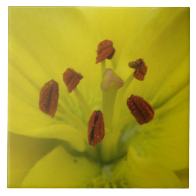 Carreau Carrelage fleuri Lily Jaune (Devant)
