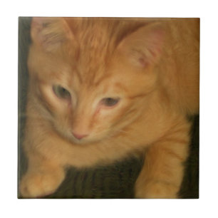 Carreau Carrelage Kitty