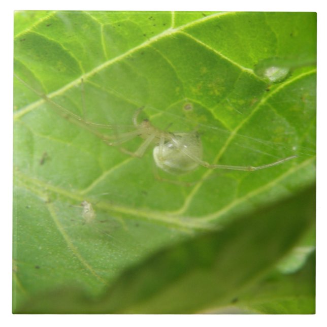 Carreau Carrelage Little Spider (Devant)