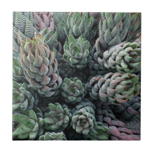Carreau Carrelage photo Cactus Petit (4,25 po x 4,25 po)
