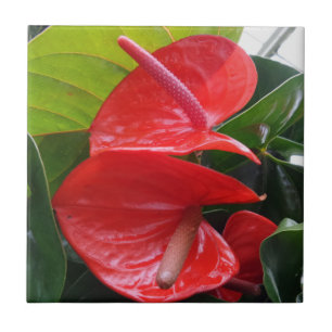 Carreau Carrelage photo en céramique (4,25 po x 4,25 po)