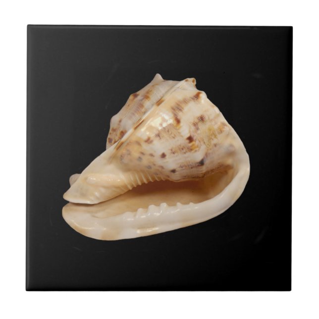 Carreau Carrelage photo en céramique Conch Shell (Devant)