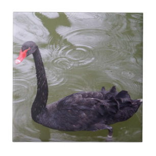 Carreau Carrelage photo en céramique Swan Small (4,25 po x