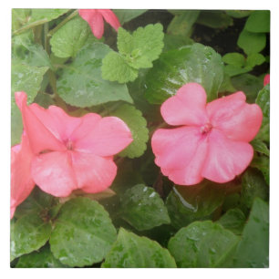 Carreau Carrelage rose Impatiens