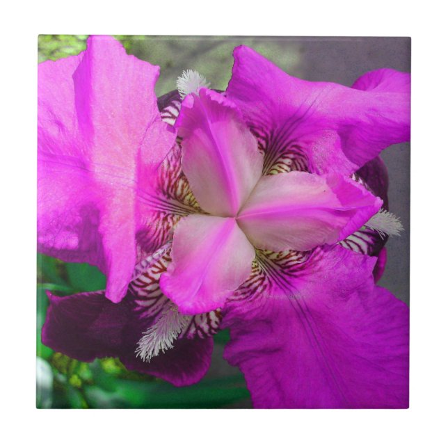 Carreau Carrelage rose Iris (Devant)