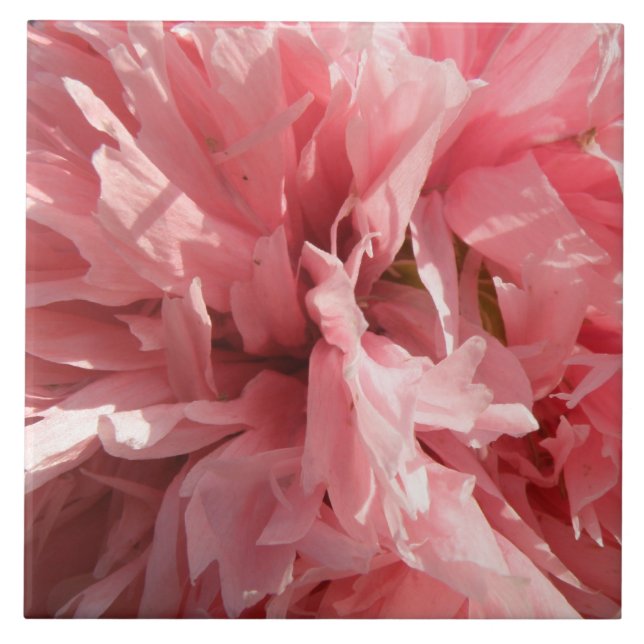 Carreau Carrelage rose Pretty (Devant)