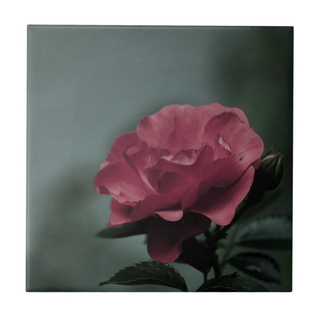 Carreau Carrelage Royal Blush (Devant)