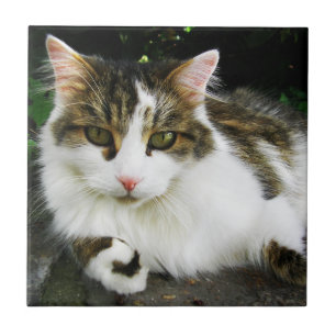 Carreau Carrelage Tabby Blanc