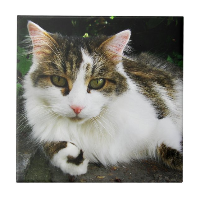 Carreau Carrelage Tabby Blanc (Devant)