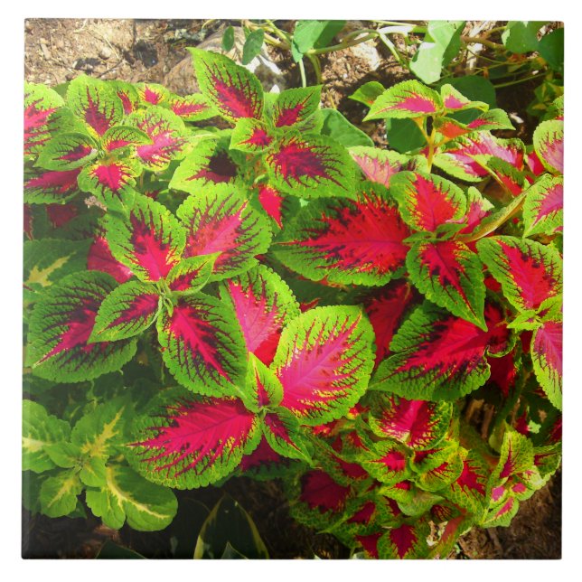 Carreau Carrelage Tropical Rose Vert Coleus (Devant)