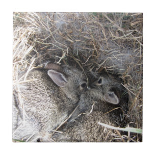 Carreau Carrelage Wild Baby Bunnies