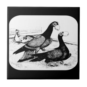 Carreau Carrier Pigeons Loft Scene 1980