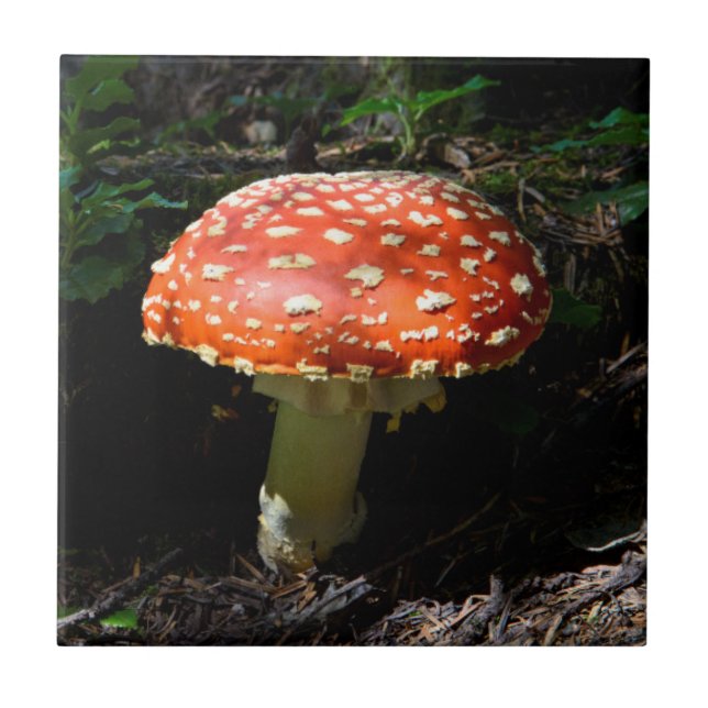 Carreau Cascades centrales, État de Washington (Devant)