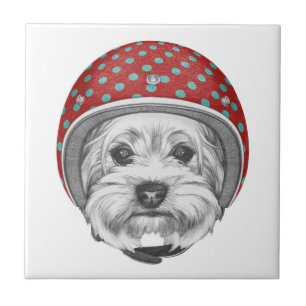 Carreau Casse-cou de Yorkshire Terrier