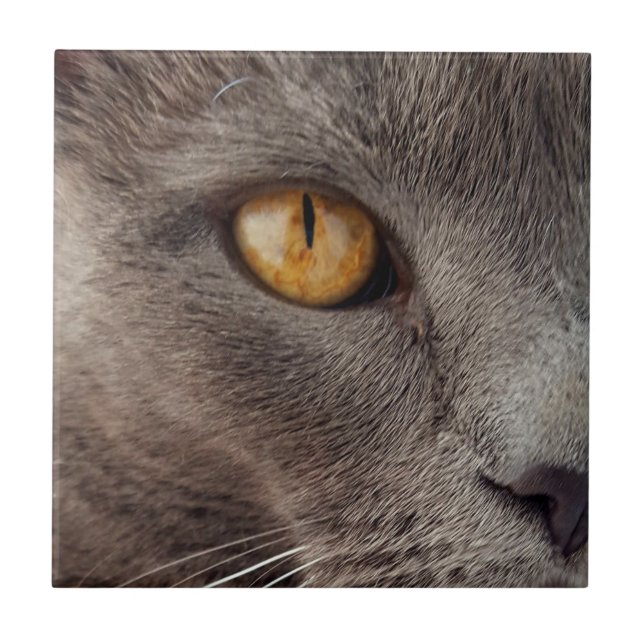 Carreau Cat Fermer Carrelage décoratif (Devant)