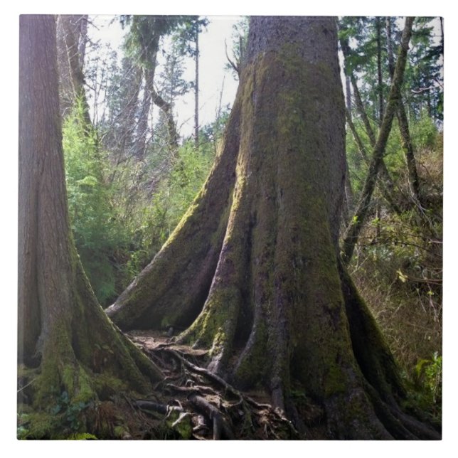 Carreau Cathédrale Arbre, Astoria, Oregon (Devant)