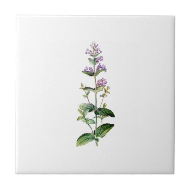 Carreau CATMINT, catnip, branche de la catnipe, herbe, pla (Devant)