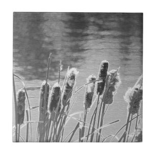Carreau Cattails près de l'étang en noir et blanc