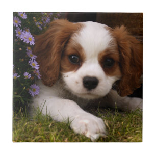 Carreau Cavalier King Charles Spaniel
